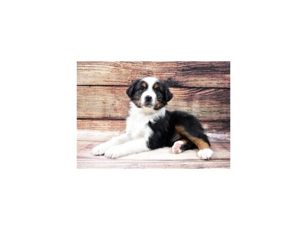 Australian Shepherd-DOG-Male-Black and White-22876-Petland Scottsdale, Arizona