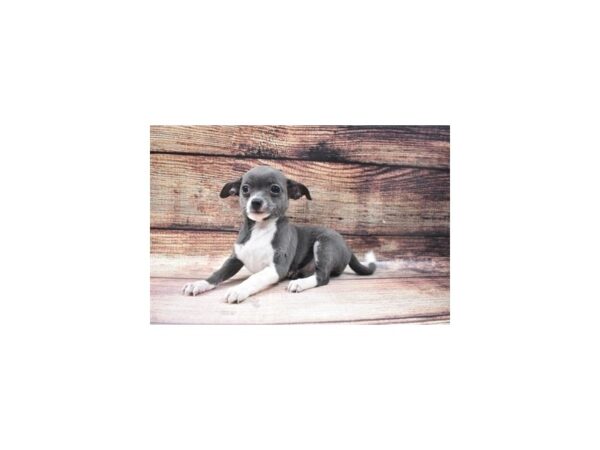 Chihuahua-DOG-Female-Blue and White-22874-Petland Scottsdale, Arizona