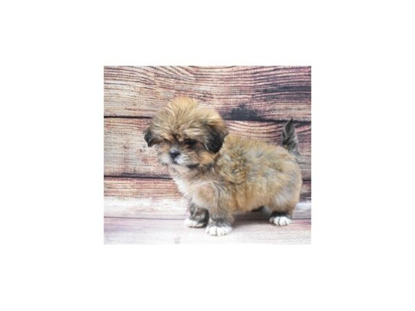 Lhasa Apso-DOG-Female-Red Gold-22863-Petland Scottsdale, Arizona
