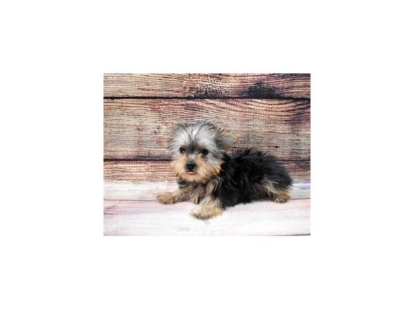 Yorkshire Terrier-DOG-Female-Black and Tan-22872-Petland Scottsdale, Arizona