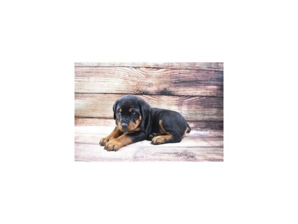 Rottweiler-DOG-Male-Black and Mahogany-22871-Petland Scottsdale, Arizona