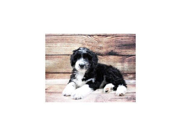 Australian Shepherd/Standard Poodle-DOG-Female-Black and White-22860-Petland Scottsdale, Arizona