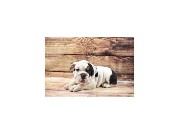 English Bulldog-DOG-Female-Black Red and White-22877-Petland Scottsdale, Arizona