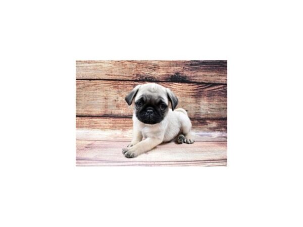 Pug-DOG-Male-Fawn-22870-Petland Scottsdale, Arizona