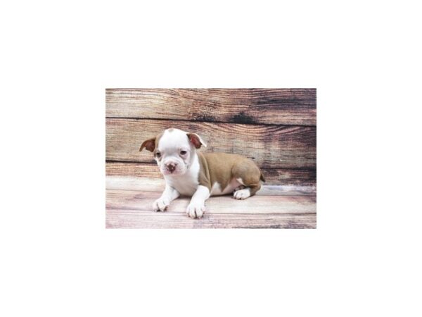 Boston Terrier-DOG-Male-Seal and White-22865-Petland Scottsdale, Arizona