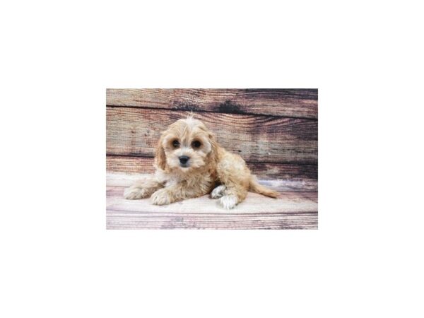 Bichon Frise/Cavalier King Charles Spaniel-DOG-Male-Cream-22861-Petland Scottsdale, Arizona
