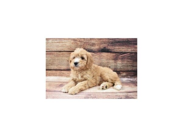F1 Mini Goldendoodle-DOG-Female-Golden-22862-Petland Scottsdale, Arizona