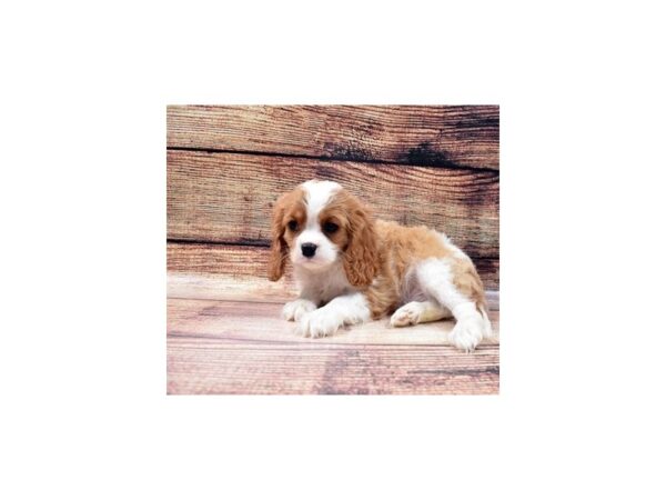 Cavalier King Charles Spaniel-DOG-Male-Blenheim-22873-Petland Scottsdale, Arizona