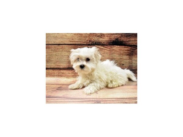 Maltese-DOG-Male-White-22864-Petland Scottsdale, Arizona