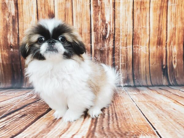 Pekingese-DOG-Male-White / Fawn-22824-Petland Scottsdale, Arizona