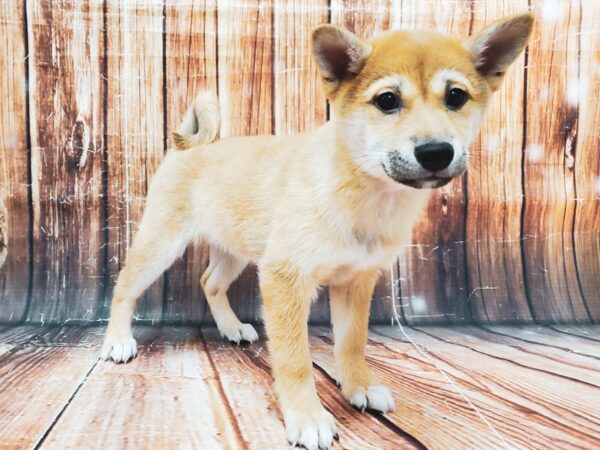 Shiba Inu-DOG-Female-Red Sesame-22829-Petland Scottsdale, Arizona