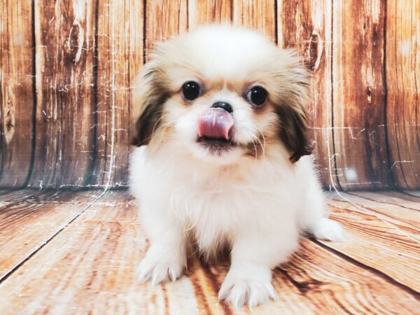 Pekingese-DOG-Female-White / Fawn-22851-Petland Scottsdale, Arizona