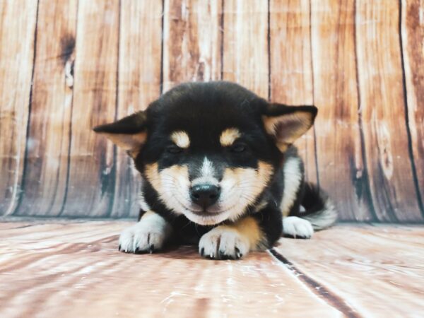 Shiba Inu-DOG-Female-Black / Tan-22842-Petland Scottsdale, Arizona