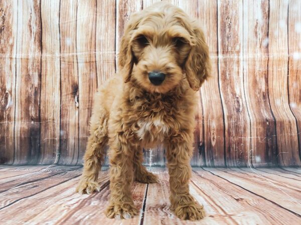 F1B Goldendoodle-DOG-Male-Golden-22892-Petland Scottsdale, Arizona