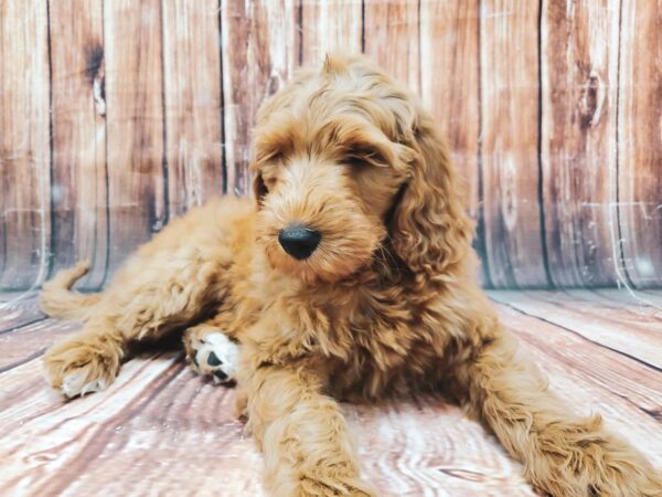 F1B Goldendoodle-DOG-Female-Golden-22894-Petland Scottsdale, Arizona