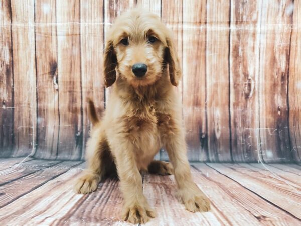 F1B Goldendoodle DOG Male Golden 22893 Petland Scottsdale, Arizona