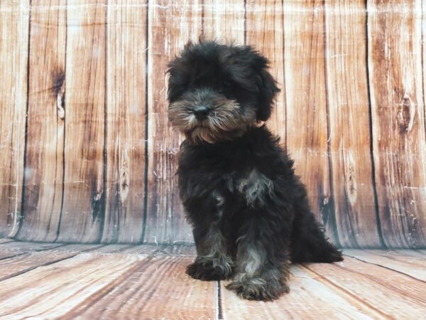 Miniature Schnauzer/Poodle-DOG-Male-Black / Tan-22836-Petland Scottsdale, Arizona