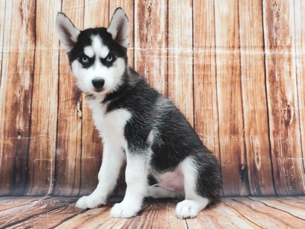 Siberian Husky-DOG-Male-Black / White-22846-Petland Scottsdale, Arizona