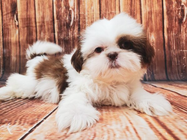 Shih Tzu-DOG-Male-White / Chocolate-22844-Petland Scottsdale, Arizona