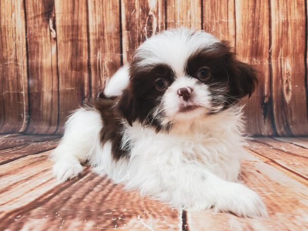Shih Tzu-DOG-Male-White / Chocolate-22843-Petland Scottsdale, Arizona