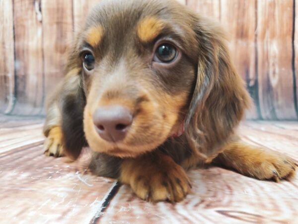 Dachshund-DOG-Female-Chocolate / Tan-22850-Petland Scottsdale, Arizona