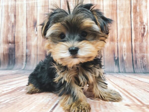 Yorkshire Terrier-DOG-Male-Black / Tan-22848-Petland Scottsdale, Arizona