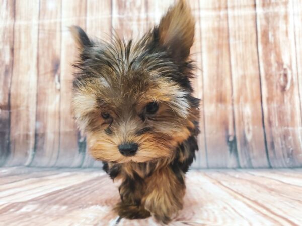 Yorkshire Terrier-DOG-Female-Black / Tan-22847-Petland Scottsdale, Arizona