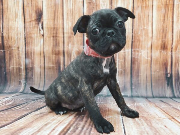 Boston Terrier/Pug-DOG-Female-Brindle-22889-Petland Scottsdale, Arizona