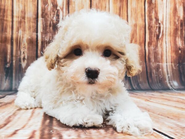 Poodle/Shih Tzu-DOG-Male-Apricot-22890-Petland Scottsdale, Arizona