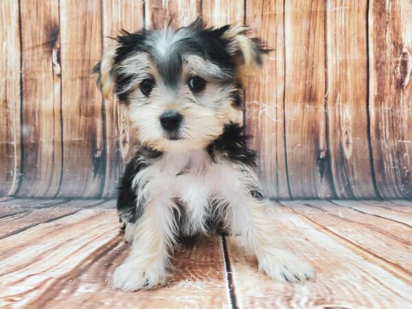 Maltese/Yorkshire Terrier-DOG-Male-Black / Tan-22891-Petland Scottsdale, Arizona