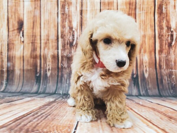 Poodle-DOG-Female-Apricot-22886-Petland Scottsdale, Arizona