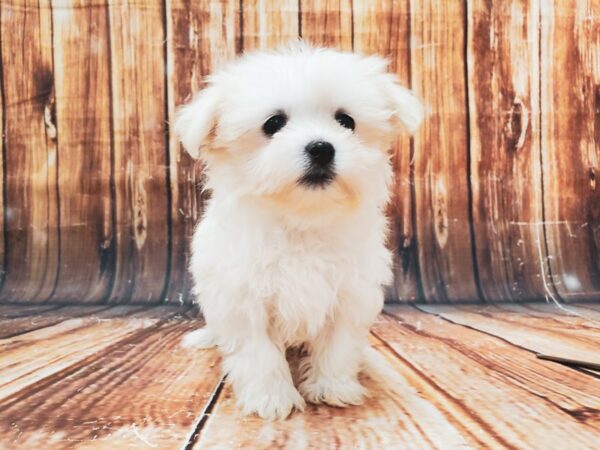 Maltese-DOG-Female-White-22884-Petland Scottsdale, Arizona