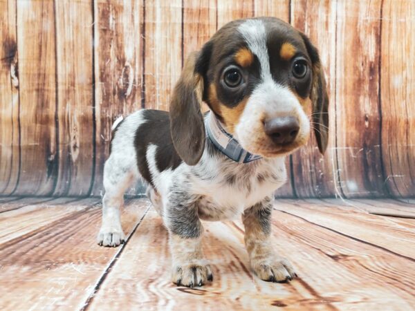 Dachshund-DOG-Male-Chocolate / Tan-22883-Petland Scottsdale, Arizona