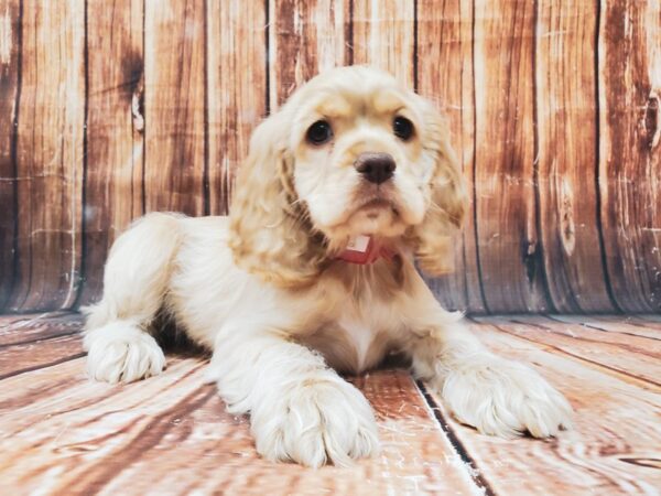 Cocker Spaniel-DOG-Female-Buff-22881-Petland Scottsdale, Arizona