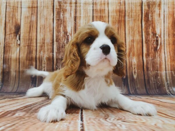 Cavalier King Charles Spaniel-DOG-Male-Blenheim / White-22880-Petland Scottsdale, Arizona