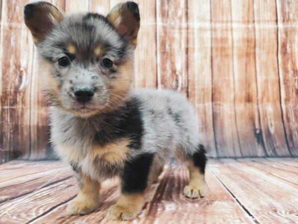 Pembroke Welsh Corgi/Pomeranian-DOG-Female-Blue Merle-22887-Petland Scottsdale, Arizona