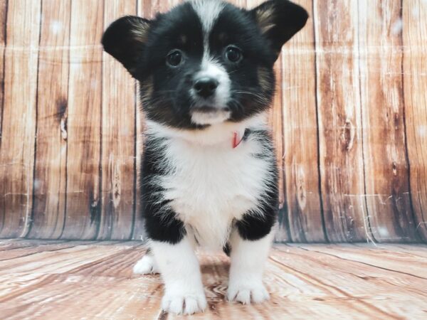 Pembroke Welsh Corgi/Pomeranian-DOG-Female-Black / White-22888-Petland Scottsdale, Arizona