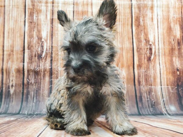 Cairn Terrier-DOG-Male-Wheaten-22878-Petland Scottsdale, Arizona