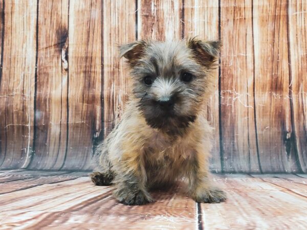 Cairn Terrier-DOG-Female-Wheaten-22879-Petland Scottsdale, Arizona