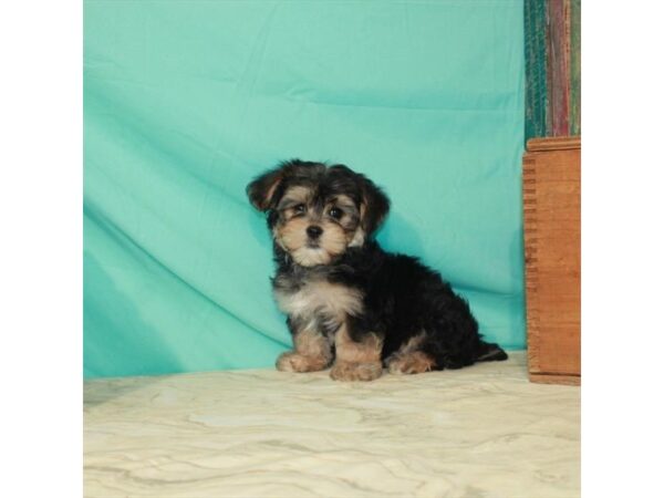 Maltese/Yorkshire Terrier-DOG-Male-Black / Tan-22923-Petland Scottsdale, Arizona