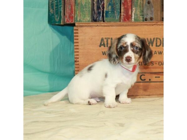 Dachshund-DOG-Male-Chocolate / Tan-22916-Petland Scottsdale, Arizona