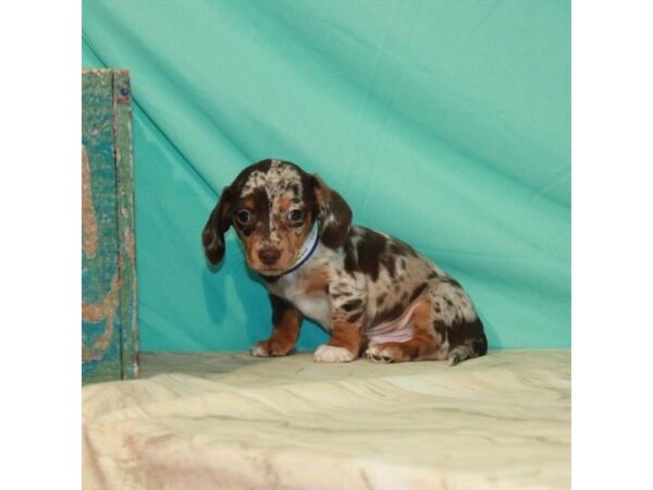 Dachshund-DOG-Male-Chocolate / Tan-22917-Petland Scottsdale, Arizona