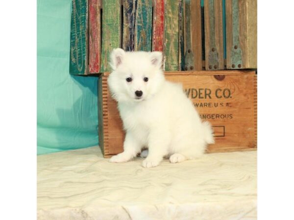 American Eskimo Dog-DOG-Female-White-22909-Petland Scottsdale, Arizona