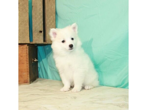 American Eskimo Dog-DOG-Male-White-22910-Petland Scottsdale, Arizona