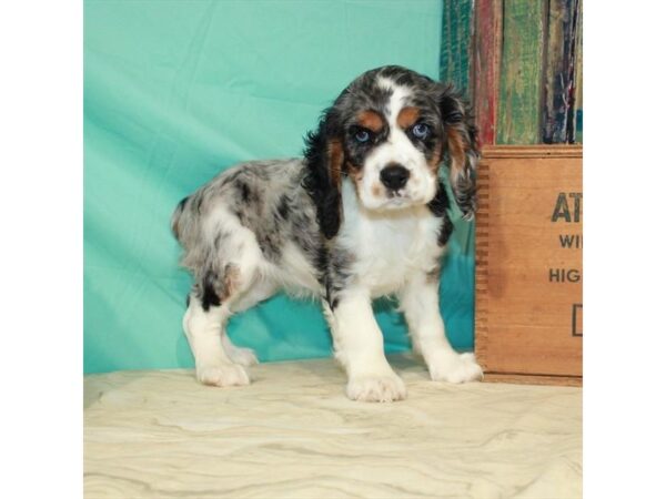 Cocker Spaniel-DOG-Female-Blue Roan-22915-Petland Scottsdale, Arizona