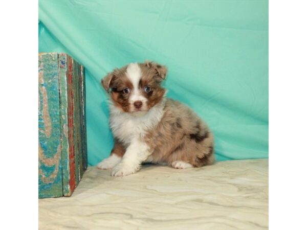 Miniature Australian Shepherd-DOG-Female-Chocolate Merle-22911-Petland Scottsdale, Arizona