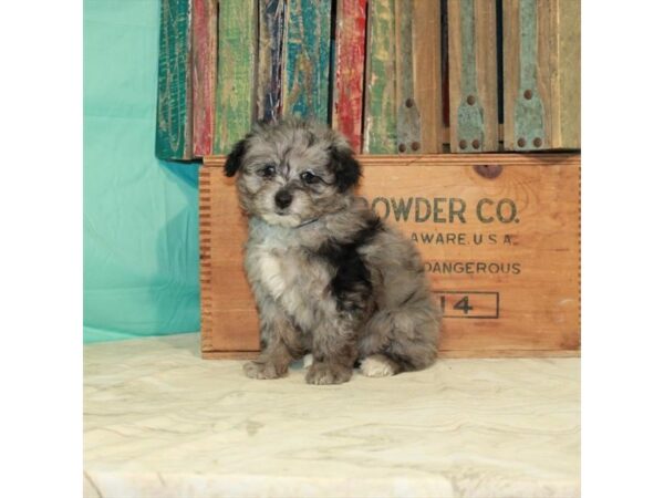 American Eskimo/Poodle-DOG-Female-Blue Merle-22922-Petland Scottsdale, Arizona