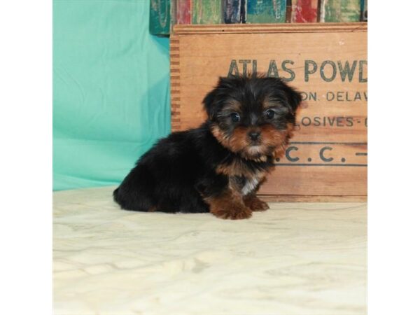 Yorkshire Terrier-DOG-Male-Black / Tan-22920-Petland Scottsdale, Arizona