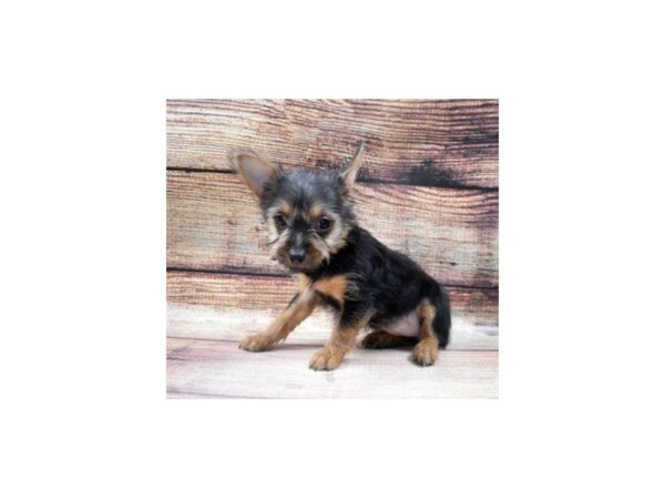 Silky Terrier-DOG-Female-Black and Tan-22901-Petland Scottsdale, Arizona