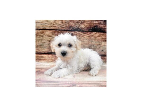 Miniature Schnauzer/Poodle-DOG-Female-Cream-22899-Petland Scottsdale, Arizona